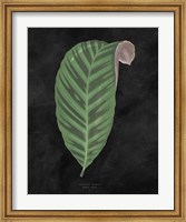 Beautiful Leaved Plants I Black Fine Art Print