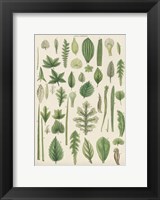 Assortment of Leaves II Fine Art Print
