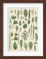 Assortment of Leaves II Fine Art Print