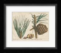 Antique Botanical XXI Framed Print