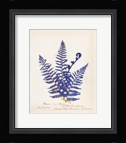 Botanical Fern IV Blue Framed Print