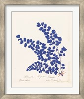 Botanical Fern III Blue Fine Art Print