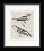 Vintage Birds on Newsprint Fine Art Print