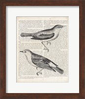 Vintage Birds on Newsprint Fine Art Print