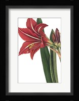 Botanique I no Words Framed Print