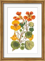 Antique Botanical XVII Fine Art Print