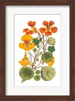 Antique Botanical XVII Fine Art Print
