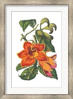 Antique Botanical XVIII Fine Art Print