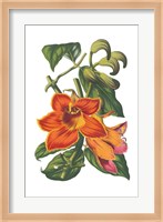 Antique Botanical XVIII Fine Art Print