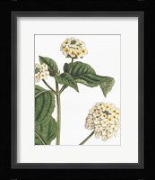 Botanique Bleu I on White no Words Framed Print