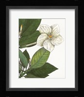 Botanique Bleu III  on White no Words Framed Print