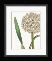 Botanique Bleu II  on White no Words Framed Print