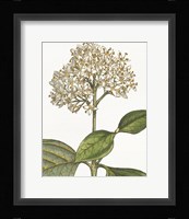 Botanique Bleu IV on White no Words Framed Print