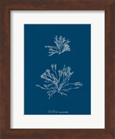 Delicate Coral IV Fine Art Print