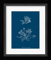 Delicate Coral IV Framed Print