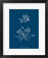 Delicate Coral IV Framed Print