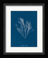 Delicate Coral III Framed Print