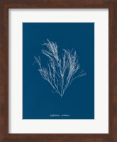 Delicate Coral III Fine Art Print