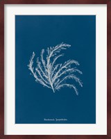 Delicate Coral II Fine Art Print