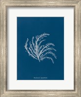 Delicate Coral II Fine Art Print