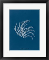 Delicate Coral II Framed Print