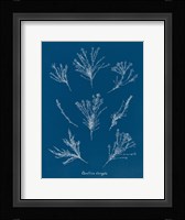 Delicate Coral I Framed Print