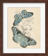 Assortment Butterflies II Fine Art Print