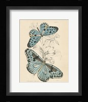 Assortment Butterflies II Framed Print