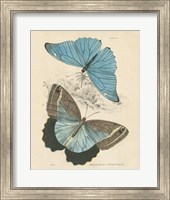 Assortment Butterflies I Fine Art Print