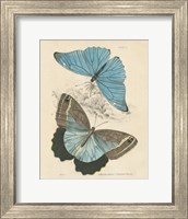 Assortment Butterflies I Fine Art Print