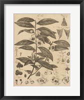 Tea Tree Fine Art Print