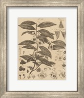 Tea Tree Fine Art Print