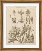 Rhododendrons Vintage Fine Art Print