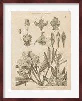 Rhododendrons Vintage Fine Art Print