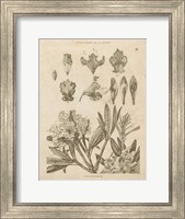 Rhododendrons Vintage Fine Art Print