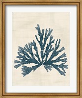 Pacific Sea Mosses IV No Map Fine Art Print
