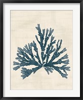 Pacific Sea Mosses IV No Map Fine Art Print