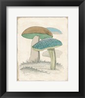 Funghi Italiani Mushrooms Fine Art Print