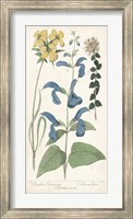 Salvia Florals II Fine Art Print