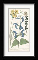 Salvia Florals II Framed Print