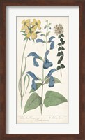 Salvia Florals II Fine Art Print