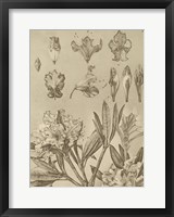 Rhododendrons Fine Art Print