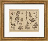 Botanical Floral Chart I Vintage Fine Art Print
