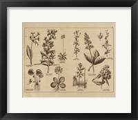 Botanical Floral Chart I Vintage Fine Art Print