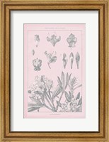 Rose Quartz Rhododendron Fine Art Print