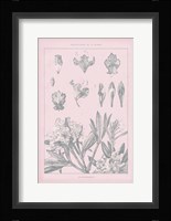 Rose Quartz Rhododendron Fine Art Print