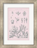 Rose Quartz Rhododendron Fine Art Print