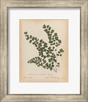 Botanical Fern III Mossy Green Fine Art Print