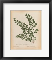 Botanical Fern III Mossy Green Fine Art Print