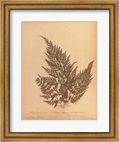 Botanical Fern XVIII Fine Art Print